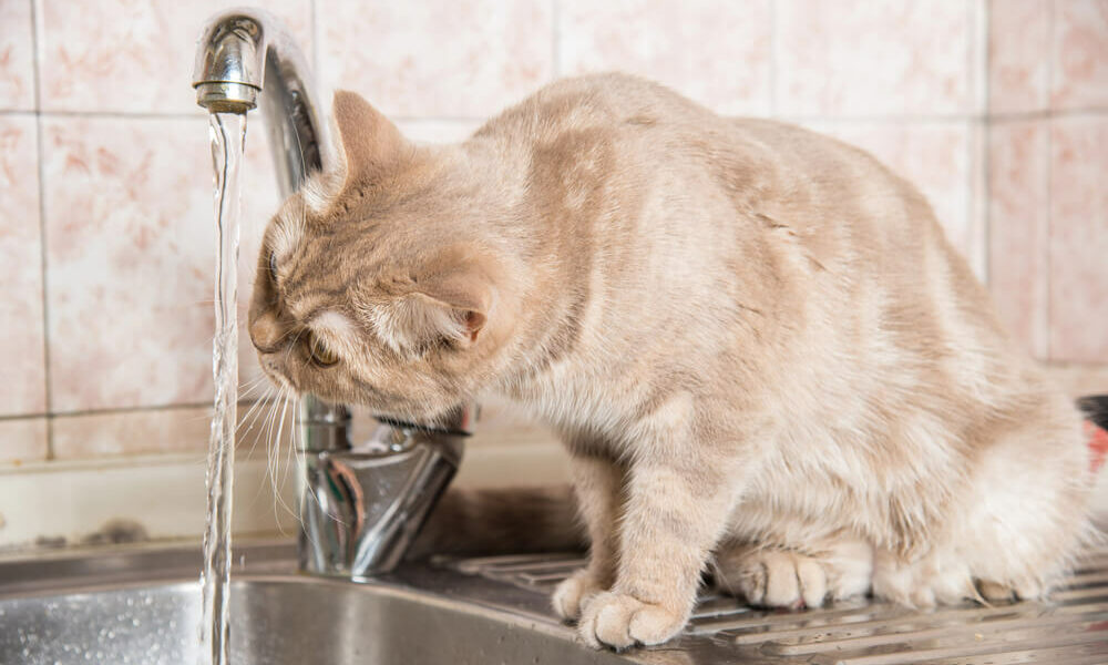 So animierst du deine Katze zum trinken