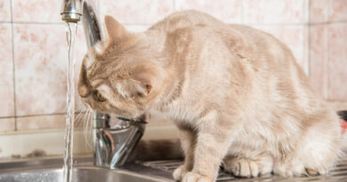 So animierst du deine Katze zum trinken