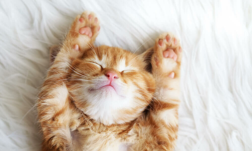 Warum Katzen so viel schlafen