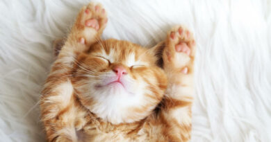 Warum Katzen so viel schlafen