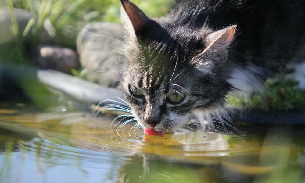 Wieviel sollte eine Katze trinken?
