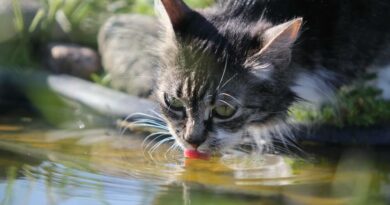 Wieviel sollte eine Katze trinken?